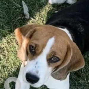 Missing: White-Brown Mix Female Beagle Dog from 4056 Block E, Mohali
