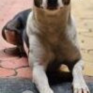 Black and White Male Indie Dog is Missing from Grand Road West, Mumbai, Maharashtra-2
