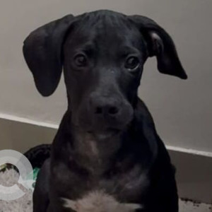 A Black Street bully mix Dog Missing from Maidan Garhi, New Delhi