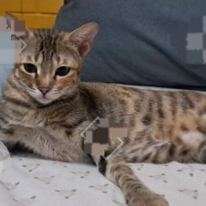 A Black and Brown Tabby Cat Missing from Dahisar West, Mumbai