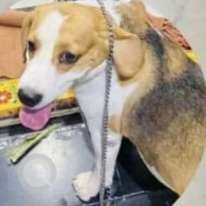 Missing: White-Brown Mix Male Beagle Dog from Chaitanya Puri, Shivaji Statue Lane-3