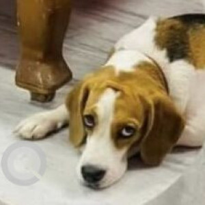 Missing: White-Brown Mix Male Beagle Dog from Chaitanya Puri, Shivaji Statue Lane-2