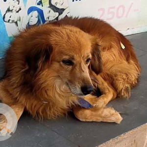 Missing: Brown Male Indie Dog from Amberpet opposite to Irani hotel