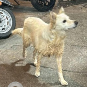 A White Pomeranian-Indie mix Dog Found from Yediyuru, Bengaluru-3