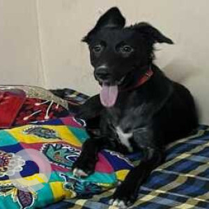 Missing: Black and White Female Indie Dog from Mandoli, Gali No. 1, near Apsara Beauty Parlour, behind Bada School-2