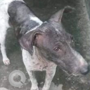 Missing: White and Grey Male Indie Dog from Telipukur, Dumdum, Kolkata-2