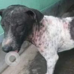 Missing: White and Grey Male Indie Dog from Telipukur, Dumdum, Kolkata-3