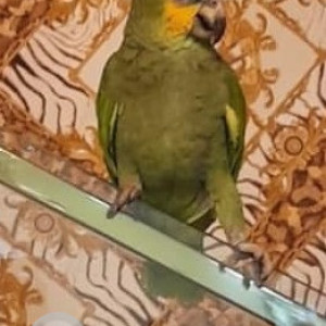 Missing: Green Male Amazon Parrot Parrot from Dorabjee Paradise next to Dorabjee  Mall opposite club 24 undri-2