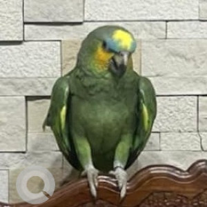 Missing: Green Male Amazon Parrot Parrot from Dorabjee Paradise next to Dorabjee  Mall opposite club 24 undri