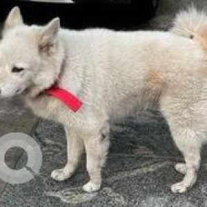 Found: White Male Pomeranian Dog from Vijaynagar Club Road-2