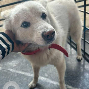 Found: White Male Pomeranian Dog from Vijaynagar Club Road