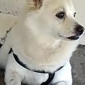 Missing: White Male Pomeranian Dog from Dhangu Pir Near Police Station Pathankot