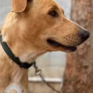 Missing: Brown Male Indie Dog from Hindustan College, Coimbatore