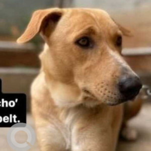 Missing: Brown Male Indie Dog from Hindustan College, Coimbatore-2