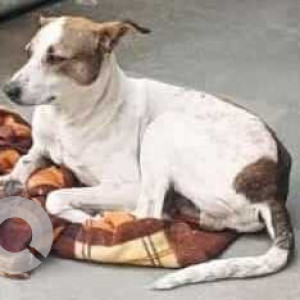 Missing: White-Brown Mix Male Indie Dog from Bijwasan near palam apartment