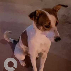 Missing: White-Brown Mix Male Indie Dog from Bijwasan near palam apartment-2