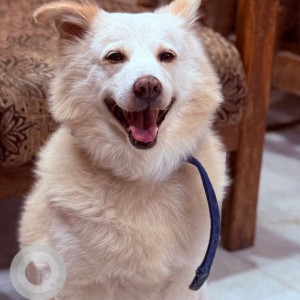 A White Pomeranian Dog Missing from Nagaram, Hyderabad