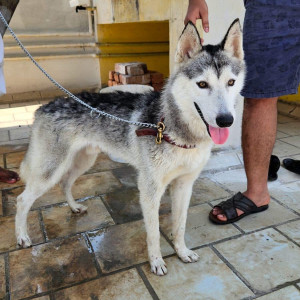 Found: White and Grey Female Husky Dog from Oragadam Outer Ring Road