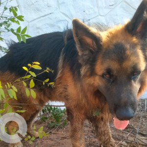 Found: Black and Brown Male German shepherd Dog from Neelankarai Kabaleeswar beach