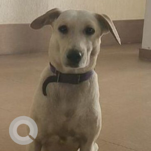 A White Indie Dog Missing from Medchal, Turkapally