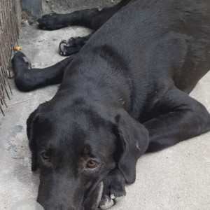 Found: Black Male Labrador Dog from Porur, Chennai-2