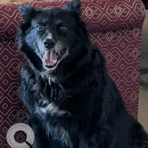 Missing: Black and White Male Spitz Indian mix Dog from St Joseph's School, Near Whitefield Police Station, Ambedkar Rd.