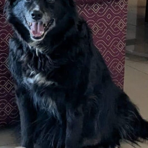 Missing: Black and White Male Spitz Indian mix Dog from St Joseph's School, Near Whitefield Police Station, Ambedkar Rd.-2