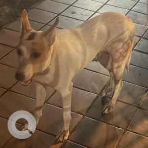 Found: White Female Indie Dog from Lake homes complex Powai