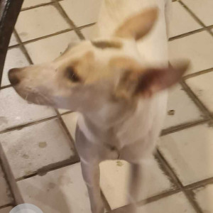 Found: White Female Indie Dog from Lake homes complex Powai-3