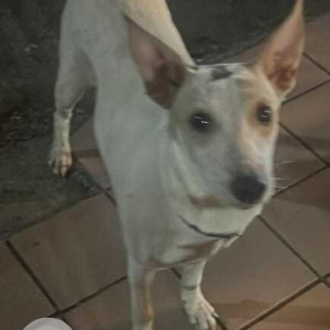 Found: White Female Indie Dog from Lake homes complex Powai-2