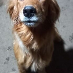 Found: Brown Female Golden Retriever Dog from Pawan Prakriti School Imadol Lalitpur