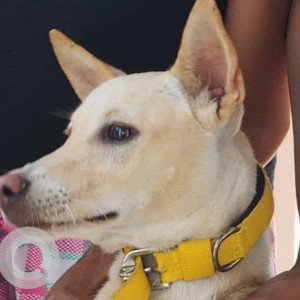 Missing: Golden Male Indie Dog from Perumattunallur, Guduvanchery