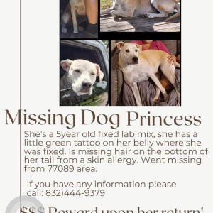 Missing: White-Brown Mix Female fixed lab mix Dog from Area 77089, Houston, Texas, USA-2