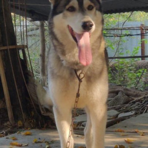 Found: Grey-White Mix Female Husky Dog from Dhankwadi area-2