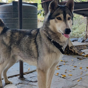 Found: Grey-White Mix Female Husky Dog from Dhankwadi area