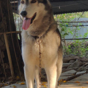 Found: Grey-White Mix Female Husky Dog from Dhankwadi area-3