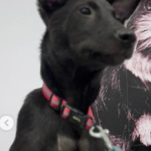 A Black and White Indie Dog Missing from Gandhinagar, Bengaluru-3