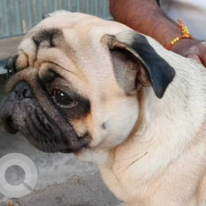 Found: White Male Pug Dog from Satara road-2