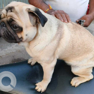 Found: White Male Pug Dog from Satara road
