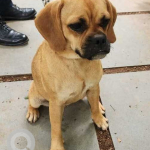 Found: Brown Female Puggle Dog from Hennur Road