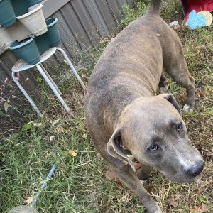 Found: Brown Male Pitbull mix Dog from Pulaski County