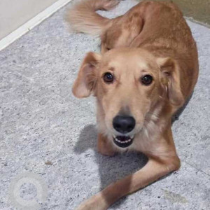 Found: Brown Male Indie-Golden Retriever mix Dog from Vijay sales, Rahatni, Pimple Saudagar Pune