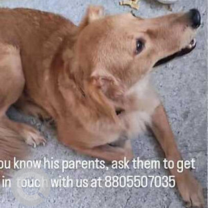 Found: Brown Male Indie-Golden Retriever mix Dog from Vijay sales, Rahatni, Pimple Saudagar Pune-2