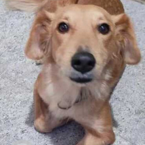 Found: Brown Male Indie-Golden Retriever mix Dog from Vijay sales, Rahatni, Pimple Saudagar Pune-3