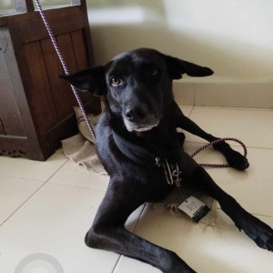 Found: Black Female Indie Dog from Rohan Kritika Chowk, Sinhagad Road