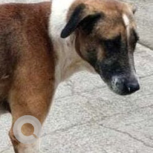 Missing: White-Brown Mix Male Indie Dog from Hinjewadi phase 2, Haldiram Circle