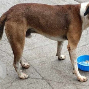 Missing: White-Brown Mix Male Indie Dog from Hinjewadi phase 2, Haldiram Circle-2