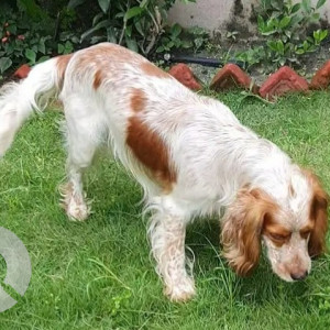 White Male English Cocker Spaniel Dog is Missing from New Baneshwor Area