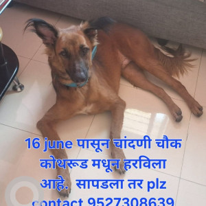 A Brown Indie Dog Missing from Bavdhan, Pune