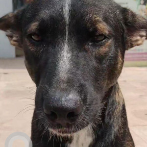 Missing: Black and White Male Indie Dog from Vatika Business Park, Sohna Road-2